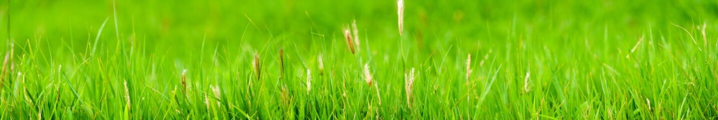 panoramic view of the green grass