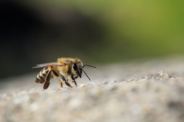 Cape honey bee walks across the top of a concrete wall. Close up with blurred nature background. - obrazy, fototapety, plakaty