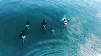 Wild Orcas killerwhales pod  traveling in open water in the ocean - obrazy, fototapety, plakaty