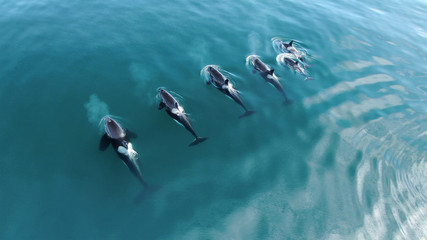 Wild Orcas killerwhales pod  traveling in open water in the ocean - obrazy, fototapety, plakaty
