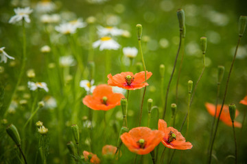 Beautiful, red, wild poppies blossoming in the meadow. Summer flowers.