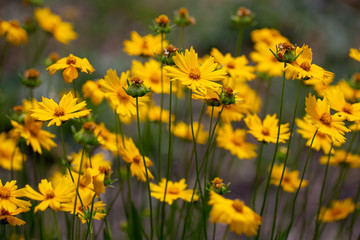 Coreopsis flowers on a summer sunny day on the lawn. Annuals plants. Bright picture. Unpretentious...