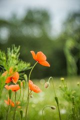 Beautiful, red, wild poppies blossoming in the meadow. Summer flowers.