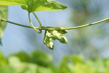 Telosma cordata flower in nature garden