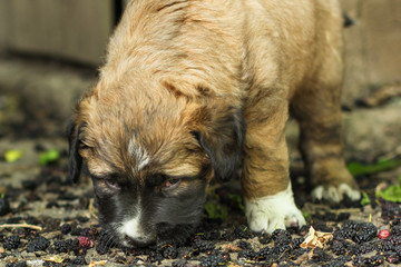 puppy dark color (young dog) pet walks and frolic. Background, copy space