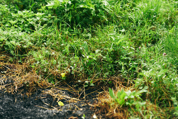 grass in the garden