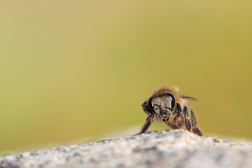 Worker bee stranded on a wall, facing camera. Close up macro with blurred background copy space.