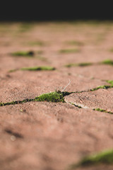 Green moss showing between tiles