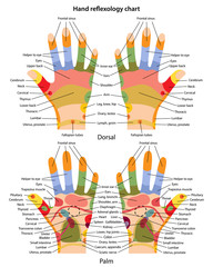 Hand reflexology chart with description of the corresponding internal and body parts. Palm and dorsal side. Acupuncture points on the hands. Vector illustration in flat style over white background