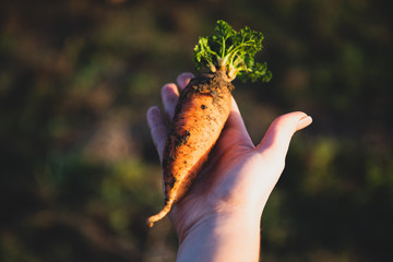 Woman hand holding freshly harvest