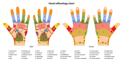Hand reflexology chart with description of the corresponding internal and body parts. Palm and dorsal side. Acupuncture points on the hands. Vector illustration in flat style over white background