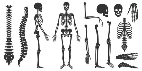 Set of black silhouettes of skeletal human bones isolated on white background. Vector illustration in flat style - obrazy, fototapety, plakaty