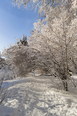 Russian winter background with tree branches in snow, selective focus