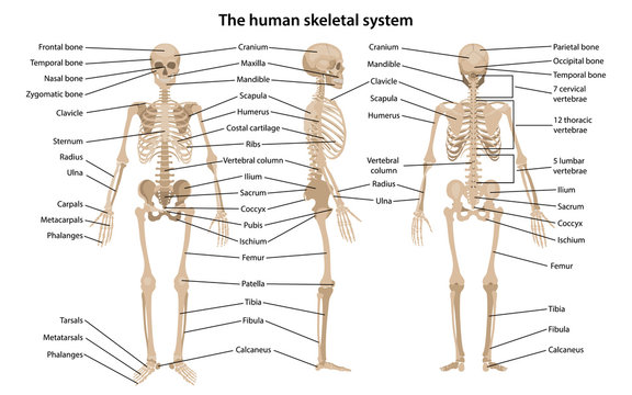 Human skeleton in front, profile and back views with main parts labeled. Vector illustration in flat style over white background.