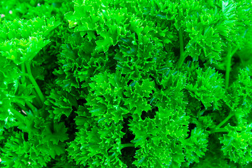 Close-up of fresh green parsley. Healthy vegetarian and vegan food ingredient. Latin name Petroselinum from family Apiaceae. Source of antioxidants and vitamins.