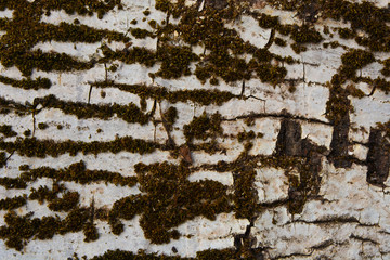 trunk of perennial birch overgrown with moss, space for design