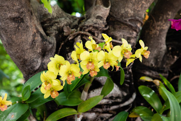 Close up view from a yellow orchid with green leaves and a trunk in the background