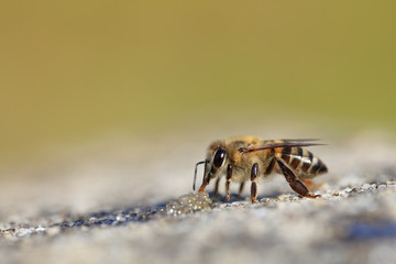 Cape honey bee drinking sugar water to restore its energy, after landing on a concrete wall. Blurred background.