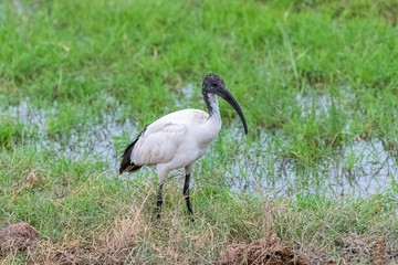 African Sacred Ibis, African bird standing in the savannah