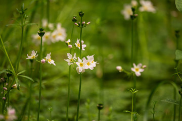 Beautiful white water violet bach flowers blossoming in the forest pond. Natural herb growing in...