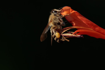 Cape honey bee with visible pollen on legs, feeding from a bright orange flower. Dark blurred...