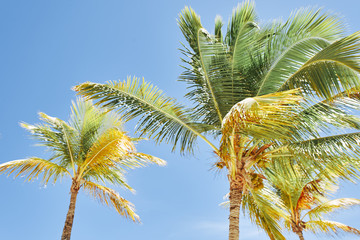 Fototapeta premium palm trees against blue sky