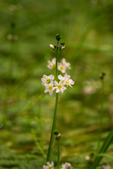 Beautiful white water violet bach flowers blossoming in the forest pond. Natural herb growing in water with flowers.