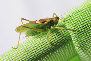 Side close up picture of a locust sitting on a green synthetic back of a chair