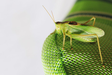 Side close up picture of a locust sitting on a green synthetic back of a chair
