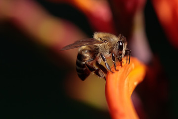 Cape honey bee perched on orange tubular flower, drinking nectar against dark blurred background.
