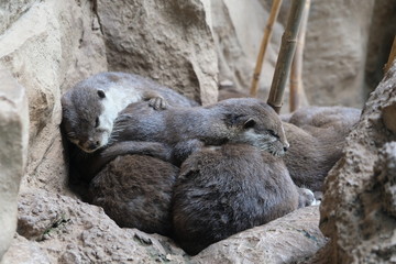 Otter family sleeping close together