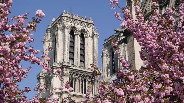 Colorful cherry blossom tree and Notre Dame Cathedral Paris