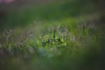 Grass with blurred perspective