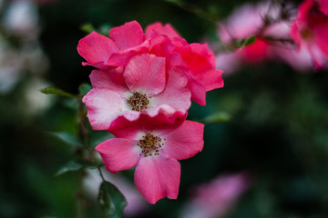 Pink flowers on green background