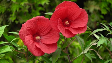 red hibiscus flower