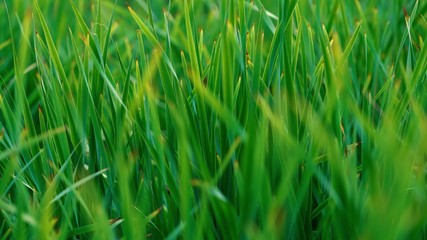 green grass with water drops of morning dew