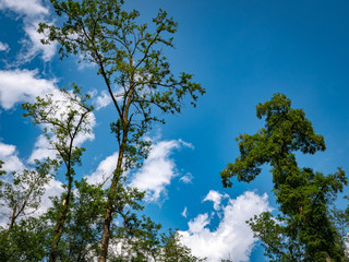 Nuvole alte nel bosco