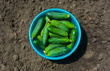 fresh homemade cucumbers on a sunny day, just picked, closeup,vegetables