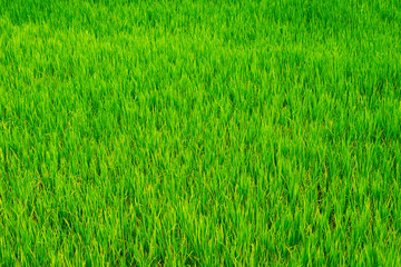 background of rice fields