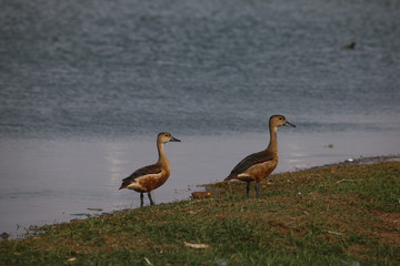 Ducks by the lake