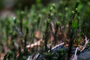 green grass in the forest