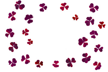 Red heart from leaves of the plant Oxalis corniculata on a white background. Background pattern. Design element