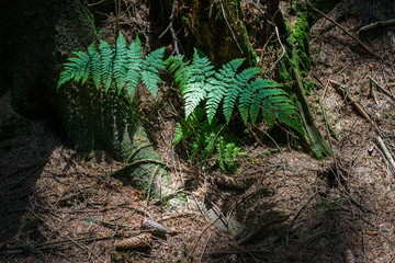 ferns in forest