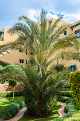Fototapeta na wymiar Green date palm tree in the park
