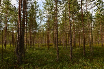Obraz premium forest swamp a summer morning with of low pines in thickets of green marsh plants