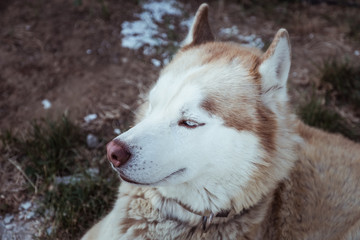 Joli chien husky beige marron