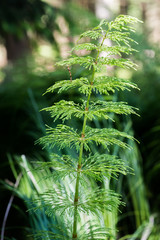 horsetail