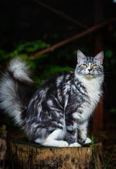 Naklejka na ściany i meble Silver white cat chilling in garden looking around and sitting on a wooden log. Playful 3 color Maincoon cat outdoor. Adorable gray kitten in a dark garden. 