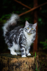 Naklejka na ściany i meble Silver white cat chilling in garden looking around and sitting on a wooden log. Playful 3 color Maincoon cat outdoor. Adorable gray kitten in a dark garden. 