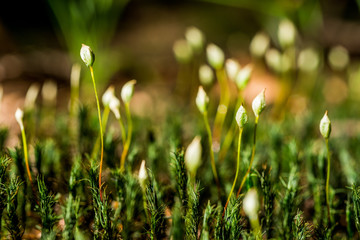 green grass and flowers